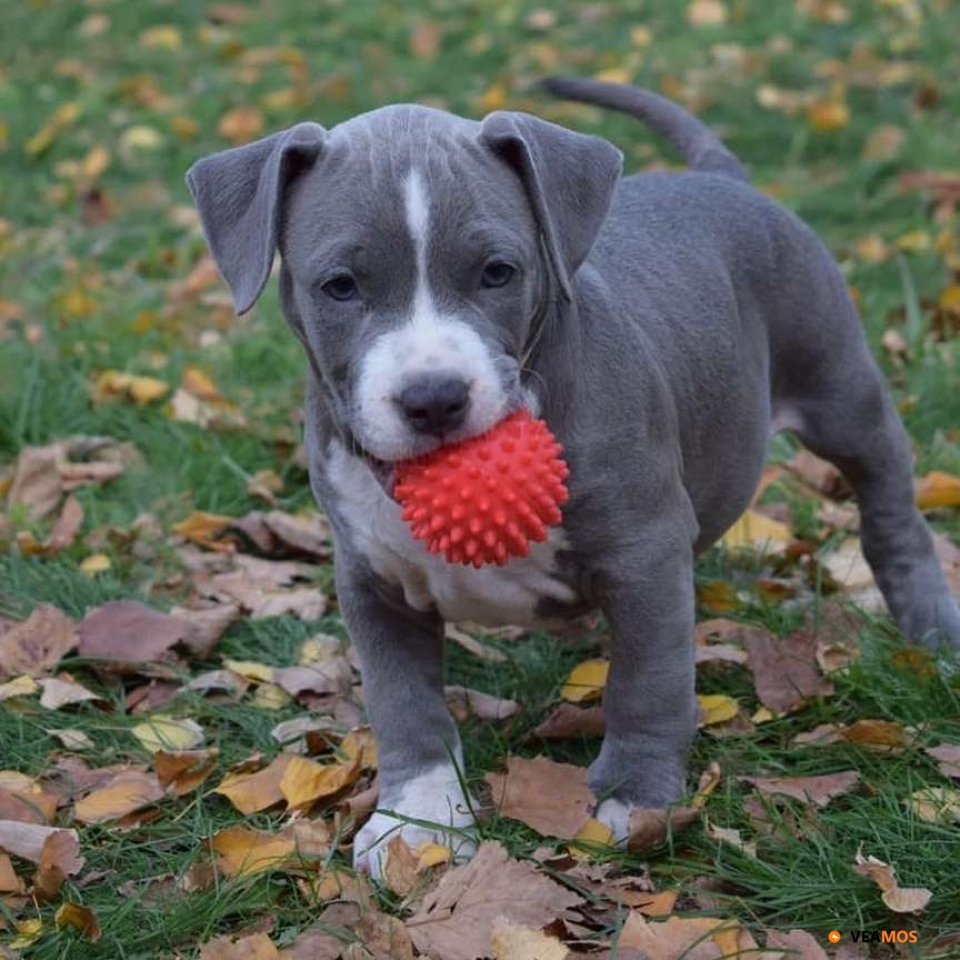 Cachorro de pitbull nariz azul macho 