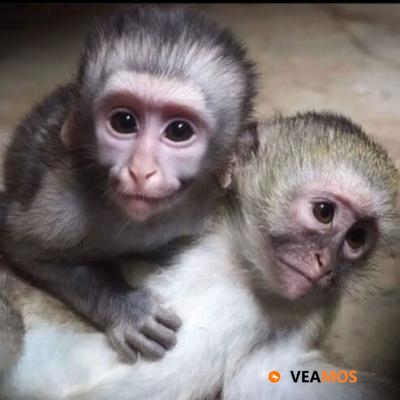 Maravilloso y encantador mono capuchino en adopción.