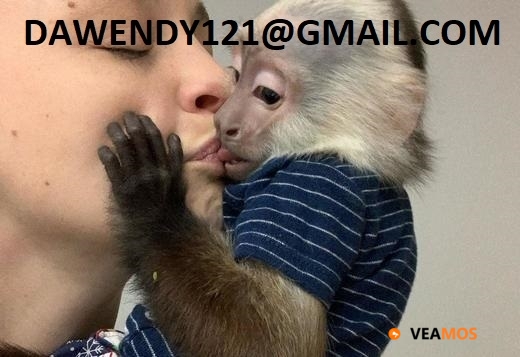 Preciosos monos capuchinos bebés a la venta