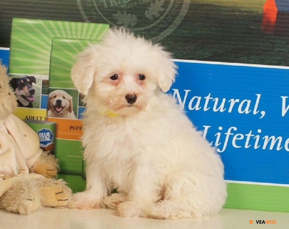 Maltipoo puppies ready for a new home 