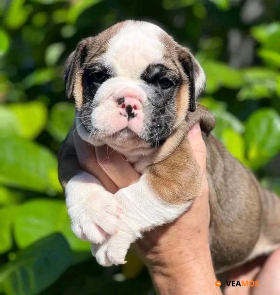 Cachorro Bulldog Inglés en adopción