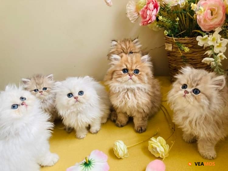 Gatitos persas por adopcion