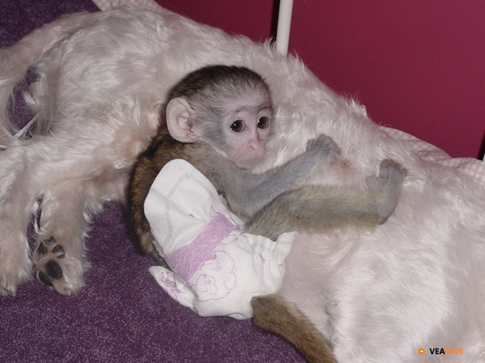 Regalo Monos Capuchinos Disponibles