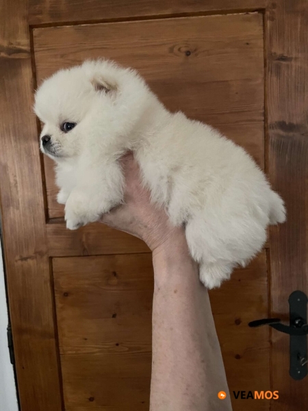 Regalo Cachorros Pomeranian Para Adopcion