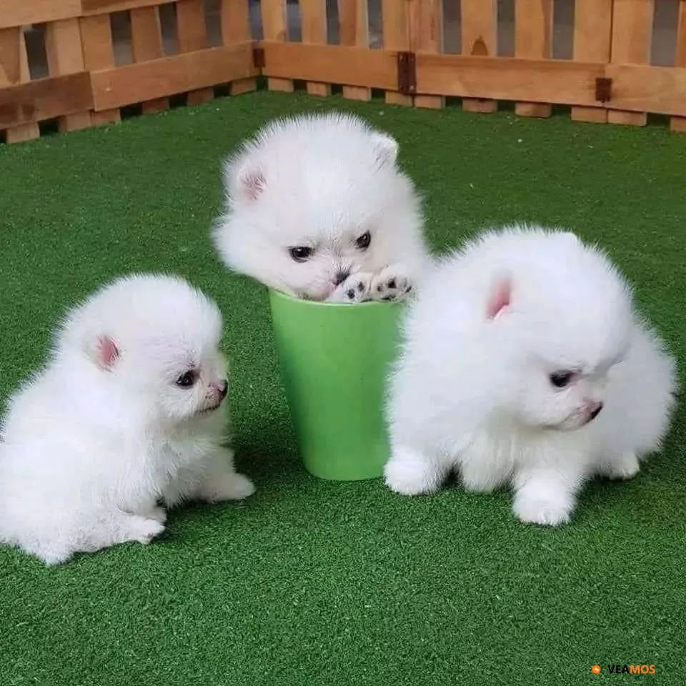 Hermosos cachorros de Pomerania taza de té con pedigrí.