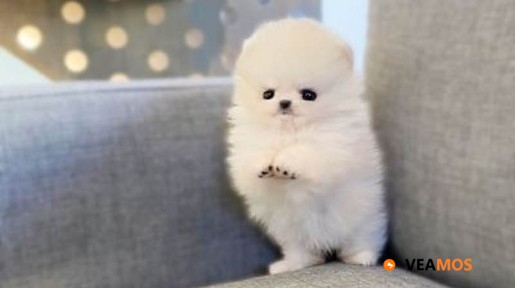 Cachorros de pomerania taza de té cariñosos a la venta.