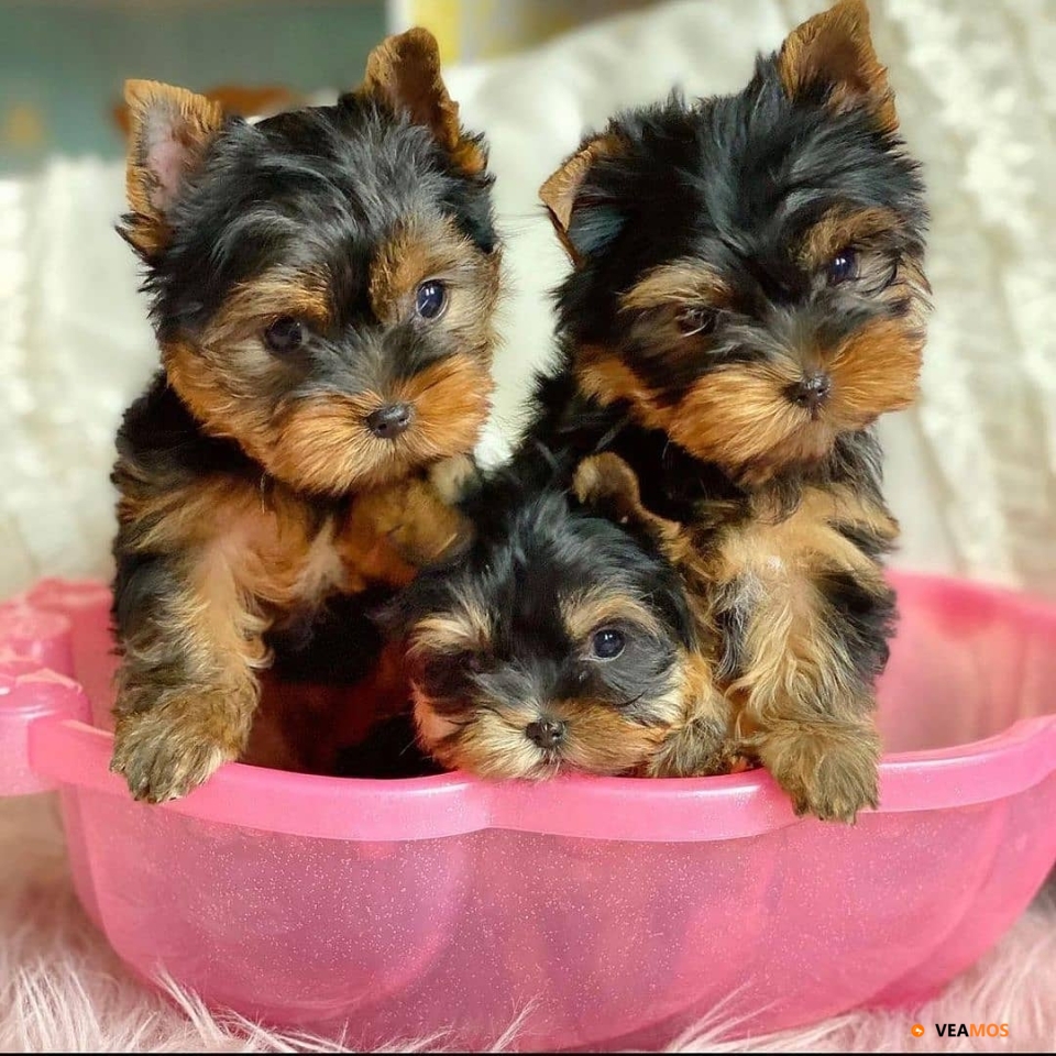 Regalo  cachorros de Yorkshire terrier