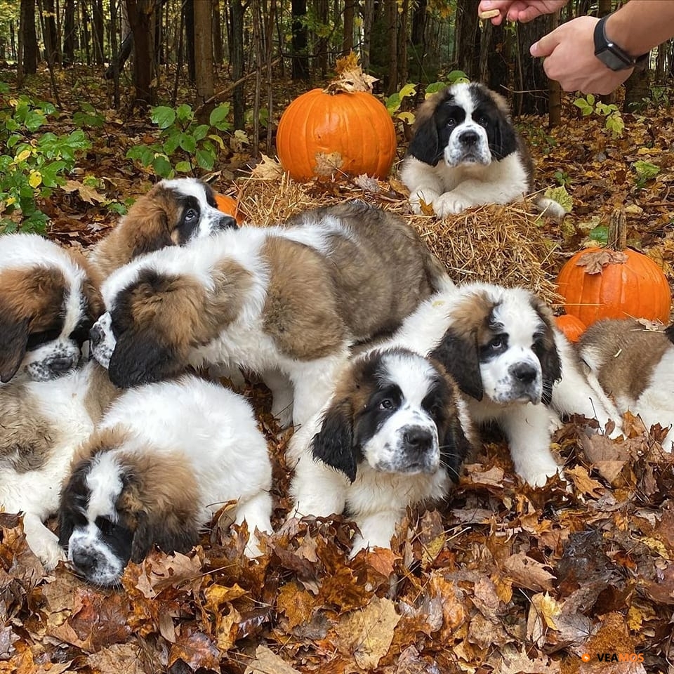 Regalo cachorros de San Bernardo