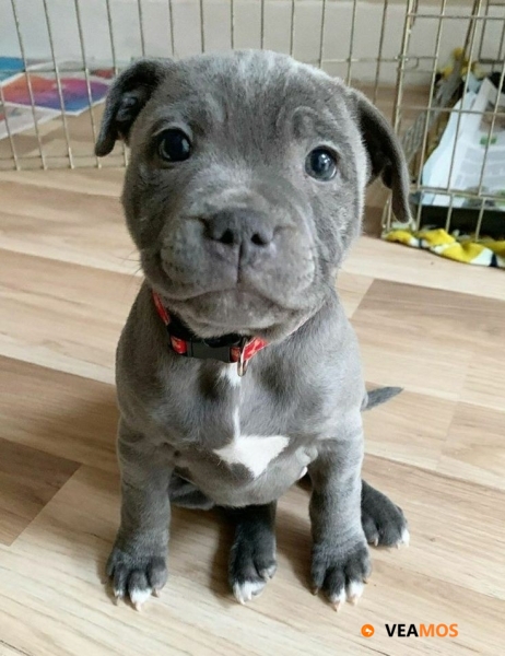 Blue Staffy Inglés  +34 633502370