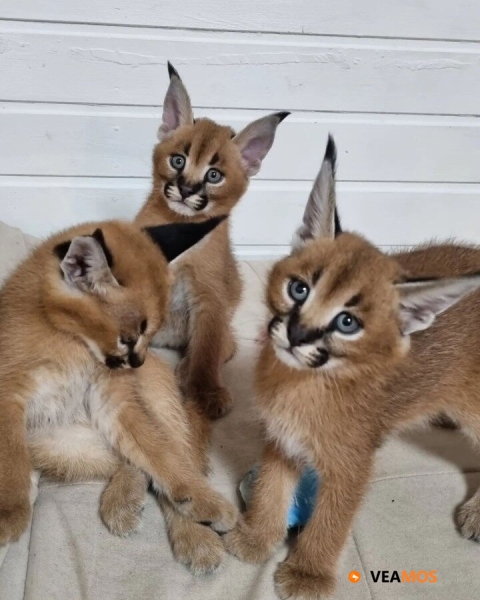 gatitos serval, sabana y caracal