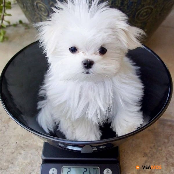 Los cachorros maltés de taza de té más adorables