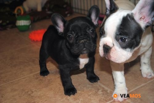 Más detalles de lindos cachorros de bulldog francés