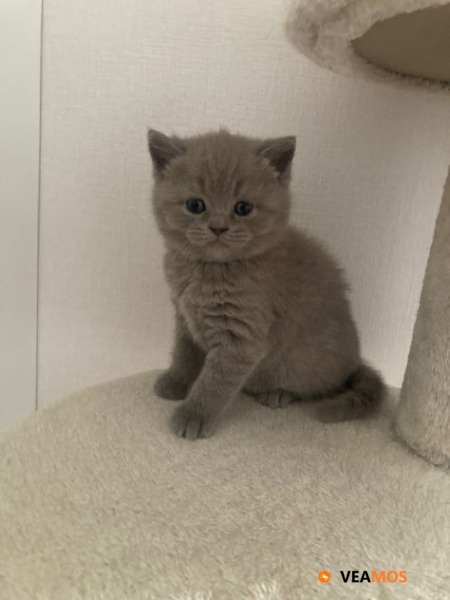 Regalo Gatito británico para adopción(+34603336733)