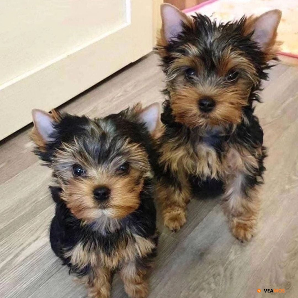 Hermosos cachorros de pura raza Yorkie