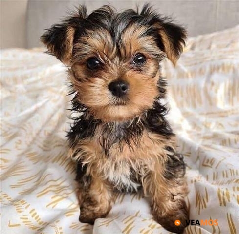 Cachorra Yorkie hembra