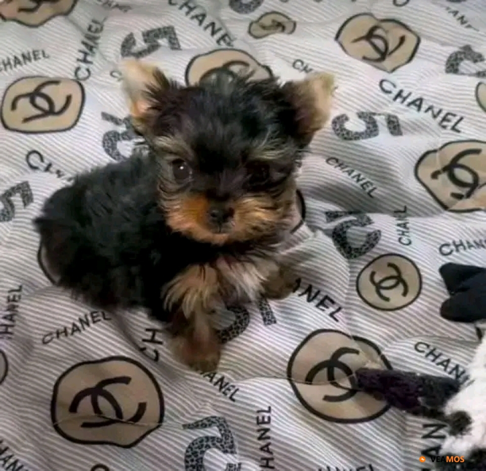 Increíbles cachorros de Yorkie taza de té