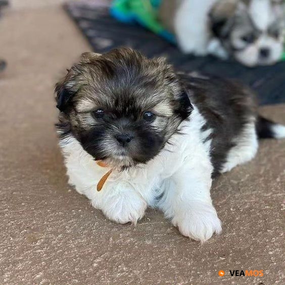 Cachorros machos y hembras de Teacup Yorkie