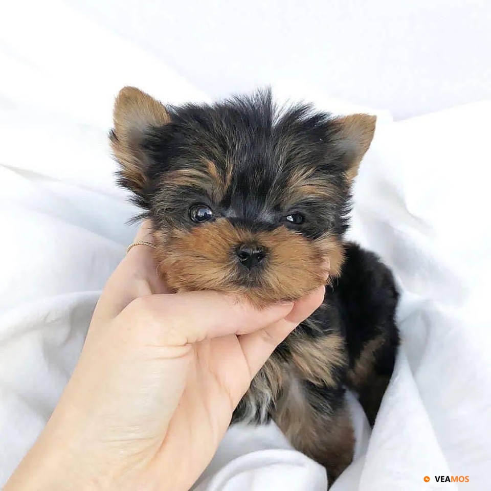 Fantásticos cachorros Yorkshire Terrier en taza de té disp